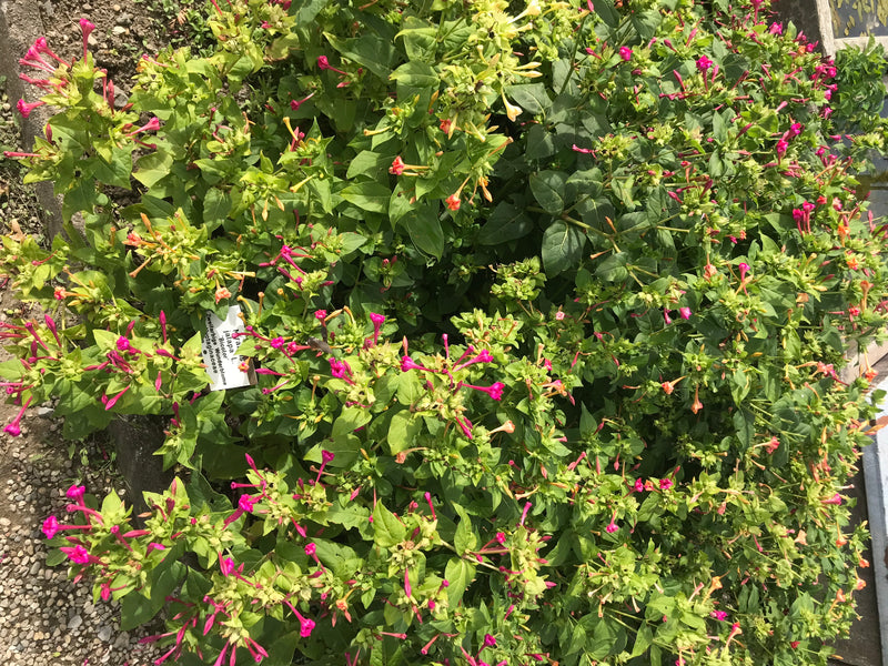 Si vede una bella di notte cespugliosa con numerose foglie verdi e fiori rosa vivace visti dall'alto. La pianta cresce in una aiuola accanto a un sentiero.