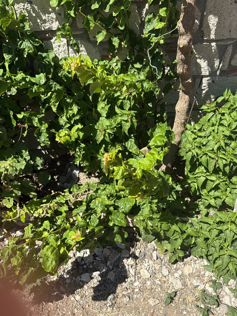 Si vede una bella di notte verde con foglie tipiche, che cresce davanti a un muro di pietra chiaro. Lo scatto mostra la pianta da una prospettiva rialzata al...