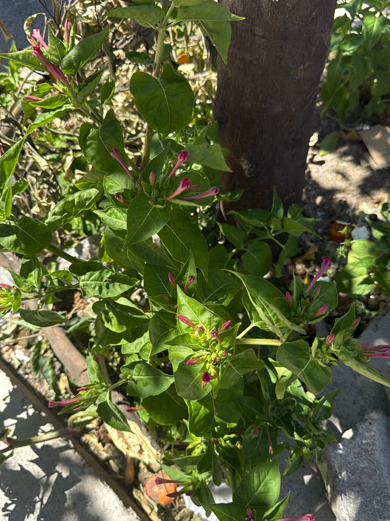 L'immagine mostra una bella di notte con le sue caratteristiche foglie verdi e boccioli. La pianta si trova in un giardino.
