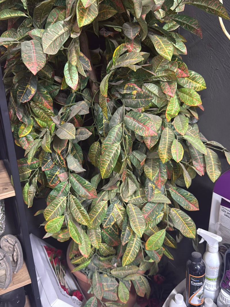 Si vede una pianta di croton cespugliosa con foglie caratteristicamente colorate in un vaso. La pianta si trova in interni davanti a una parete scura.