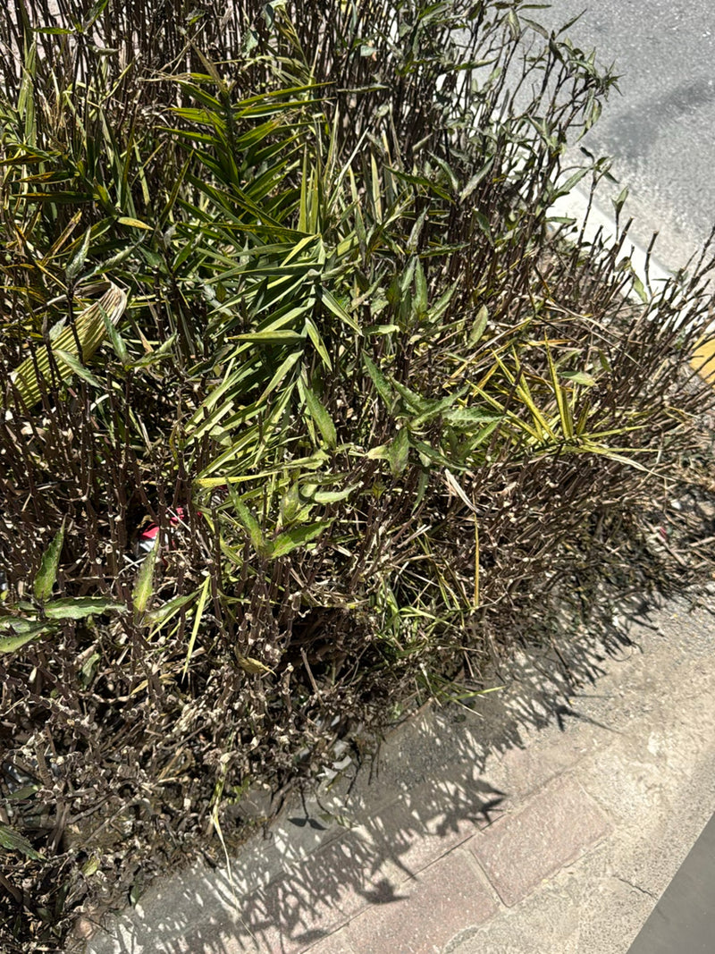 L'immagine mostra un arbusto cespuglioso con foglie strette e verdastre alla luce del sole. La pianta si trova proprio accanto a un marciapiede lastricato.