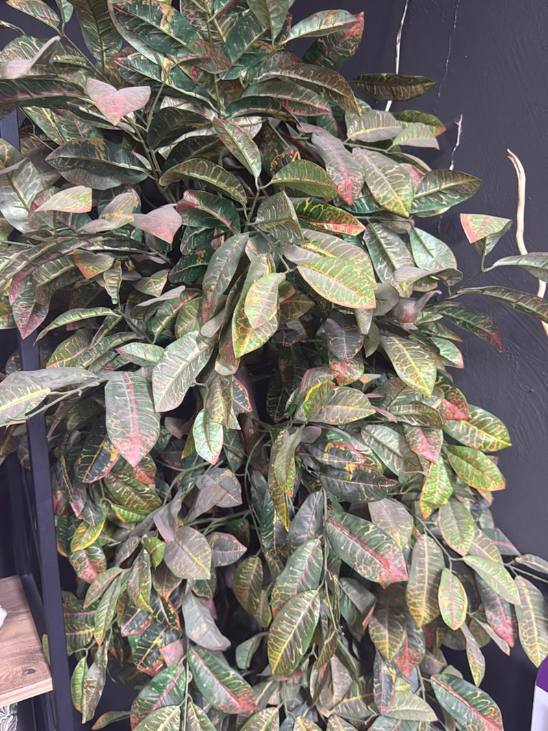 È visibile un denso arbusto di croton con foglie lucide e caratteristicamente colorate. La pianta si trova davanti a una parete scura.