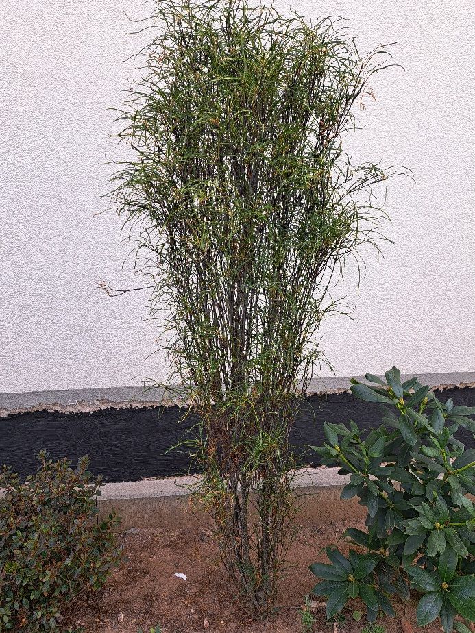 Si vede un sottile arbusto di croton con foglie fini e strette davanti a un muro chiaro. La pianta cresce in un'aiuola all'aperto.