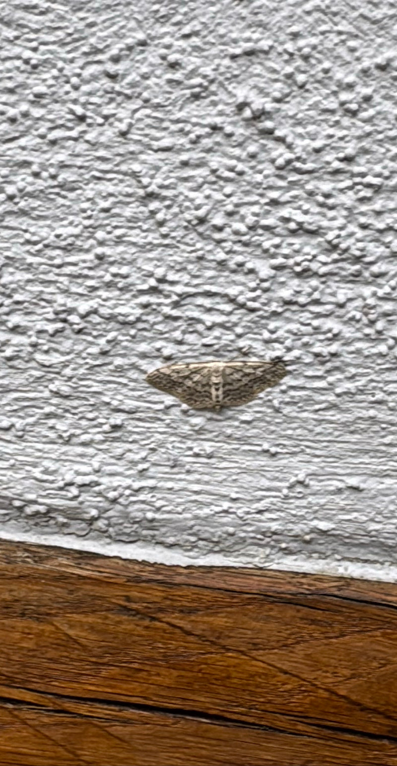 Tenditore della corteccia seghettato — Bild 1