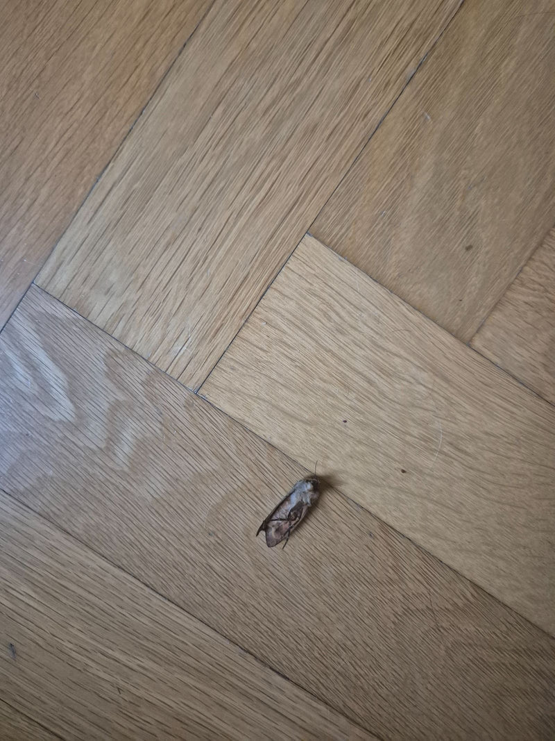 Gufo stracciato — Bild 1