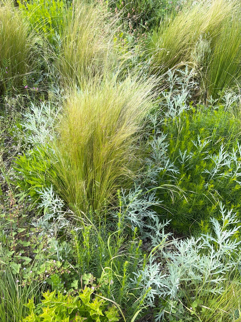 Erba piuma delicata — Bild 1