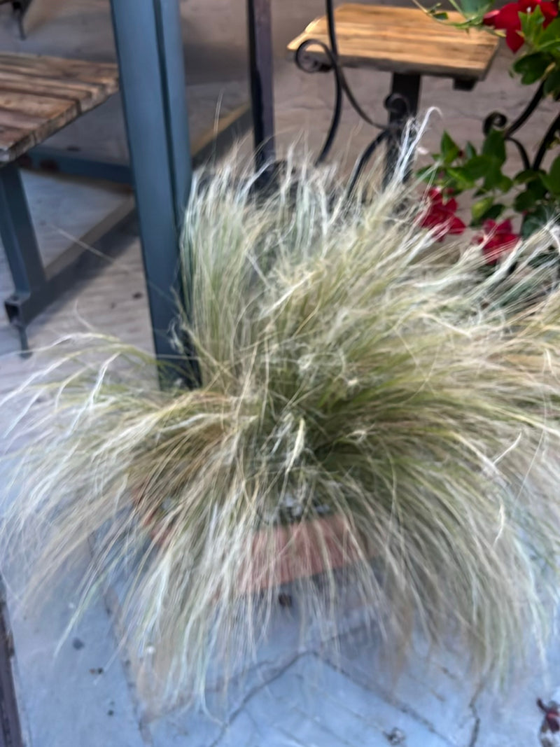 Si vede una Nassella tenuissima con i suoi caratteristici steli sottili in un vaso da fiori. La pianta si trova su una terrazza in un ambiente urbano.