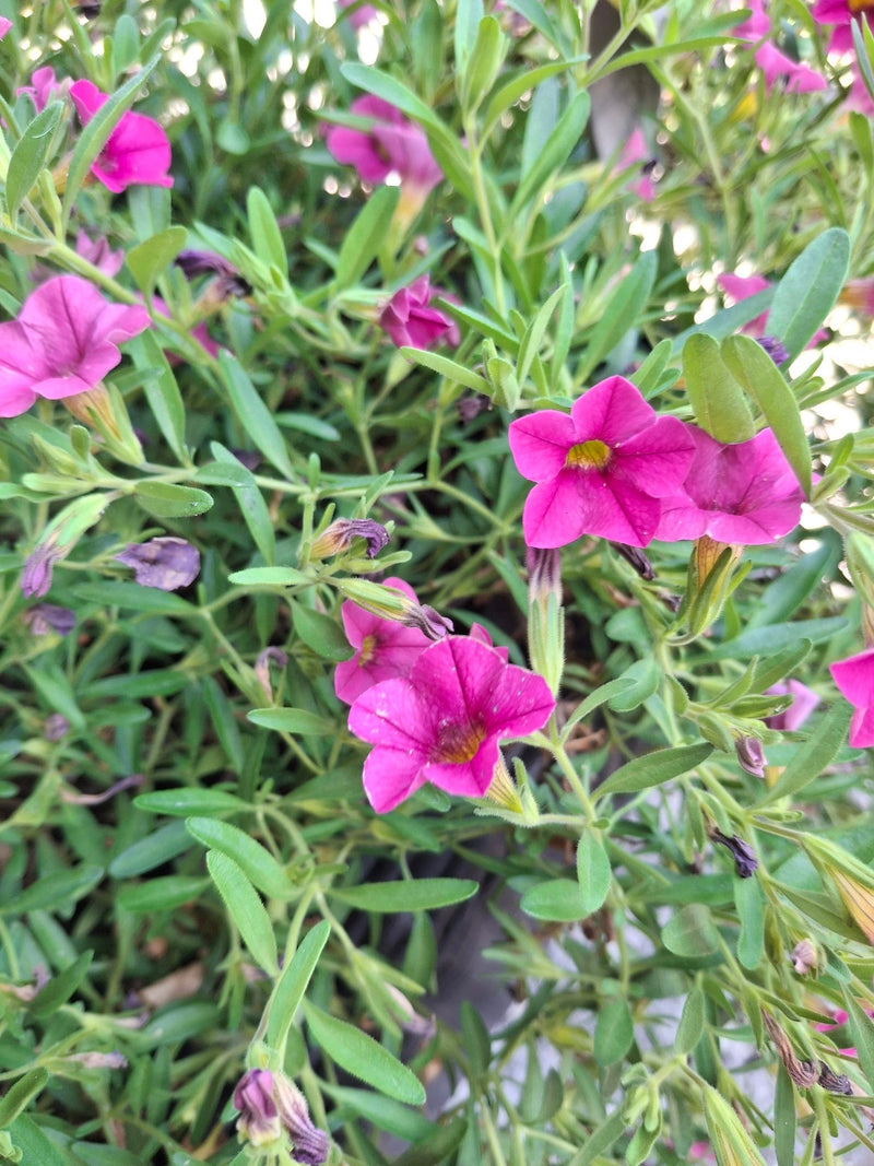 L'immagine mostra un denso gruppo di fiori rosa di calibrachoa con foglie verdi. I fiori a forma di tromba sono in piena fioritura.