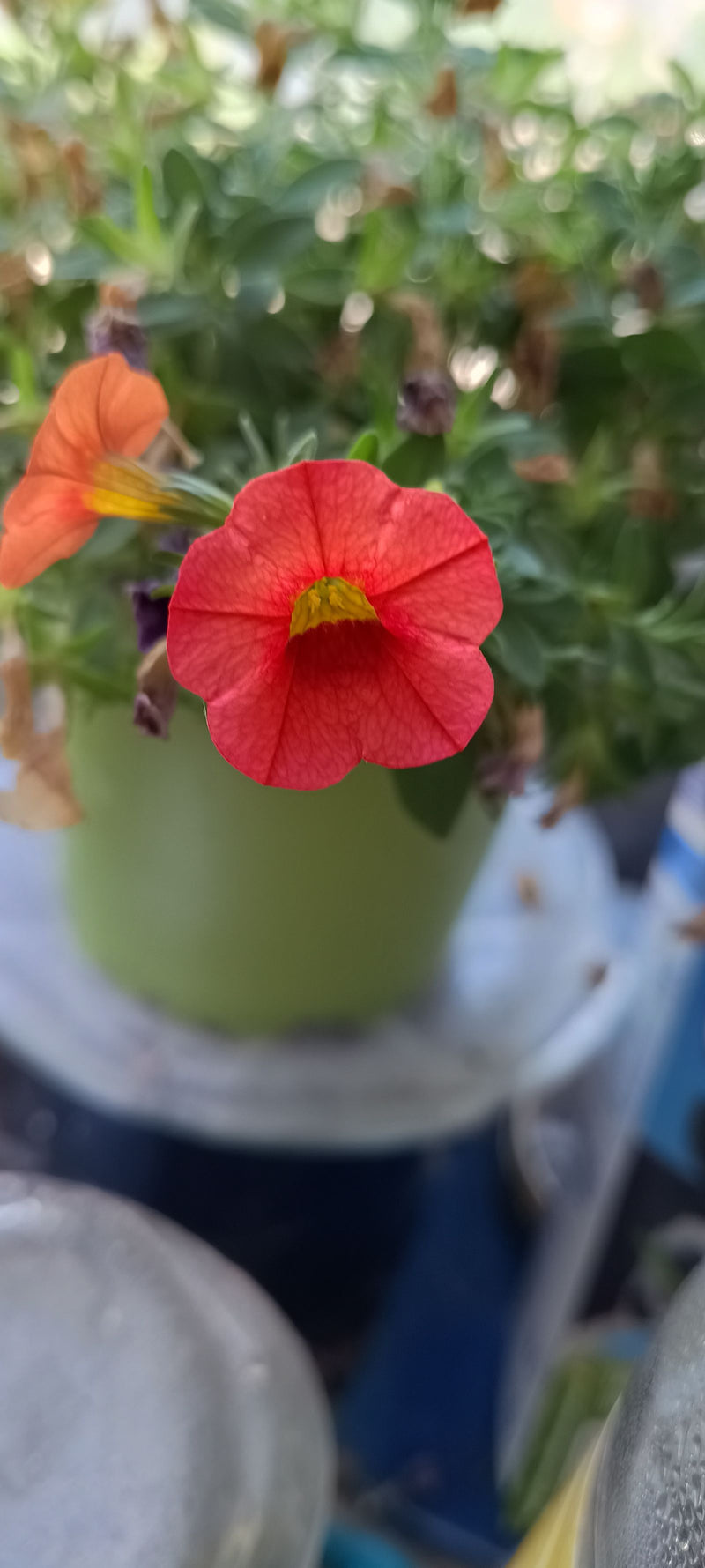 Si vede un fiore rosso vivo di calibrachoa in primo piano, mentre sullo sfondo si riconoscono foglie verdi e un vaso verde.