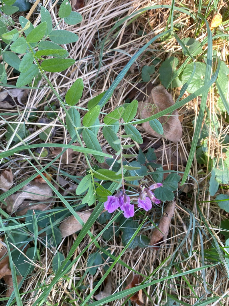 Una veccia delle siepi fiorita con fiori viola cresce tra erba e foglie secche sul terreno.