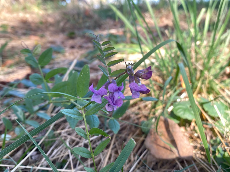 Una veccia delle siepi in fiore con petali violacei cresce tra erba e residui vegetali secchi.