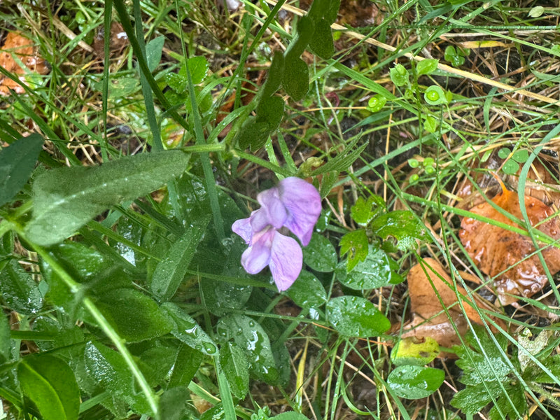 Una veccia selvatica in fiore con petali violacei cresce tra l'erba umida e le foglie cadute.