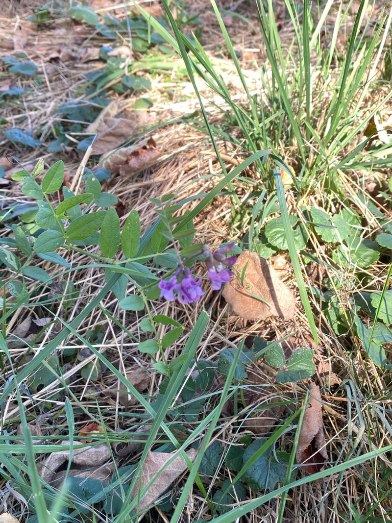 Una veccia delle siepi in fiore cresce tra l'erba e le foglie secche sul terreno.