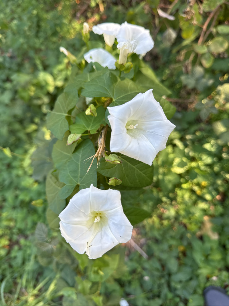 Un vilucchio bianco in fiore con grandi fiori bianchi a campana e foglie verdi che si arrampica nella fitta vegetazione.