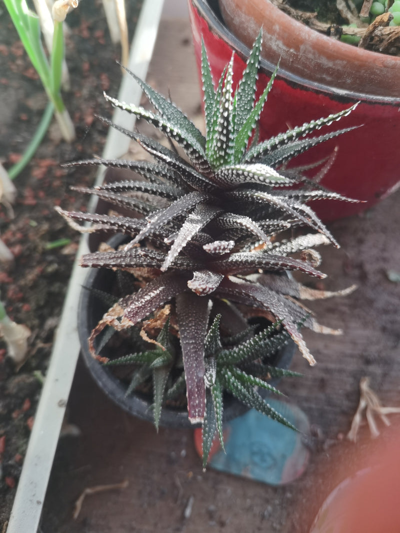Si vede una pianta di Haworthiopsis attenuata in un piccolo vaso da fiori dall'alto. Le foglie succulente mostrano le tipiche striature bianche.