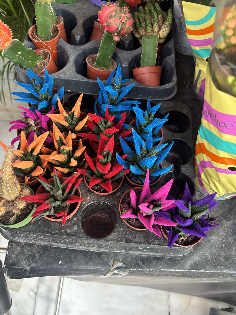 Diverse piante di Haworthiopsis attenuata si trovano in piccoli vasi su una superficie. Le punte delle foglie succulente sono parzialmente colorate.