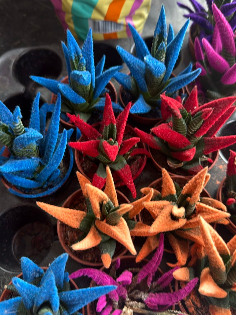 Diverse piante di Haworthiopsis attenuata in piccoli vasi con foglie tinte artificialmente di colori vivaci. Le piante sono posizionate vicine su una superfi...