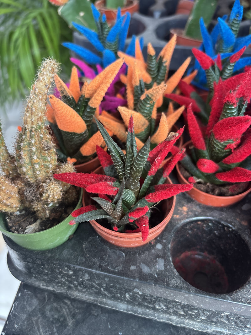 Diversi esemplari di Haworthiopsis attenuata si trovano in piccoli vasi di plastica su un vassoio. Alcune succulente presentano punte delle foglie colorate.