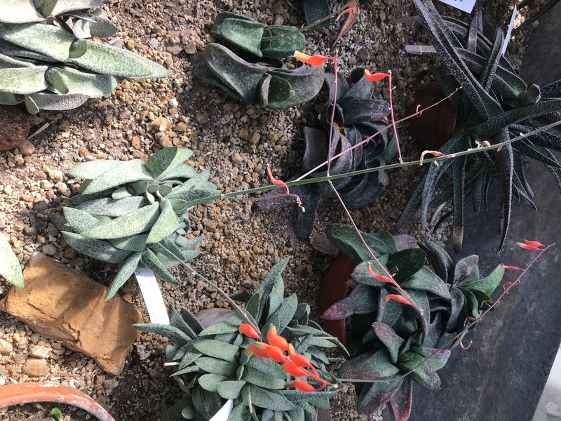 Diverse piante succulente del genere Gasteria con foglie carnose e fusti floreali con fiori rosso-arancio su substrato ghiaioso.