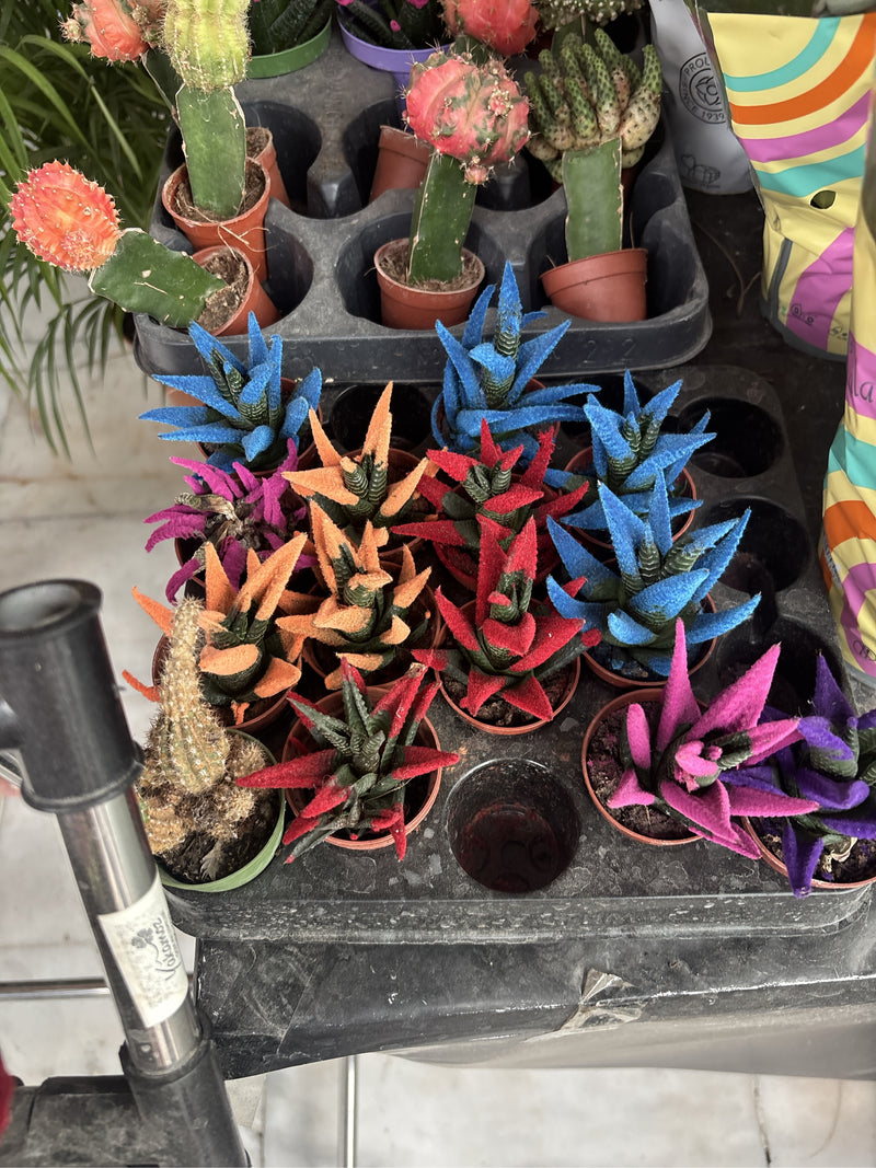 Diversi esemplari di Haworthiopsis attenuata sono disposti in piccoli vasi su un ripiano. Le loro foglie carnose sono parzialmente colorate artificialmente.