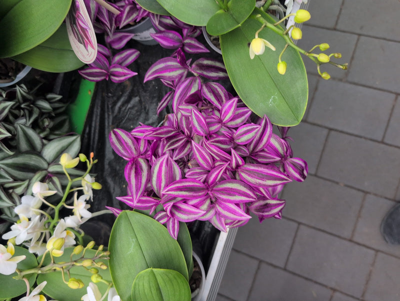 Zebraweed — Bild 1