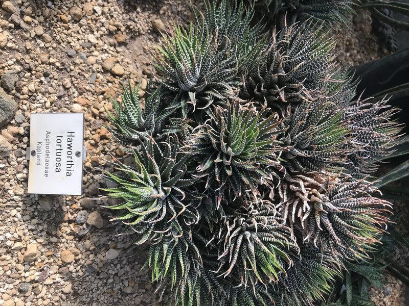 Zebra-Haworthie — foto 1 di 1