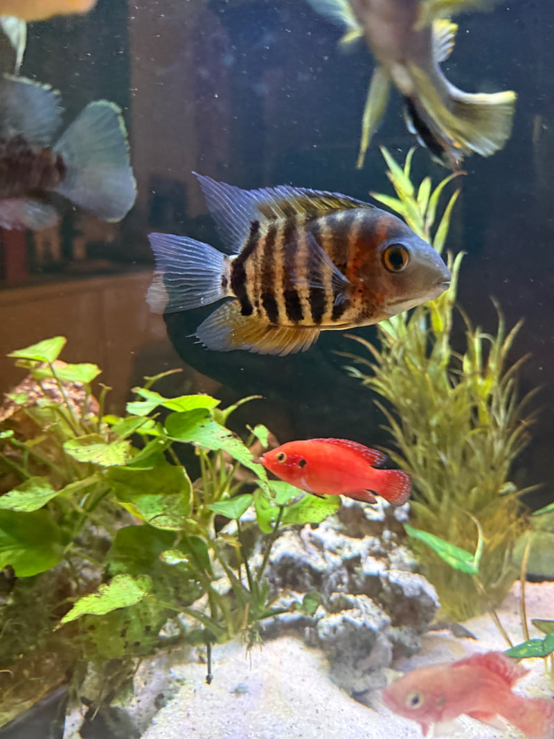 Zebrabuntbarsch — foto 1 di 1