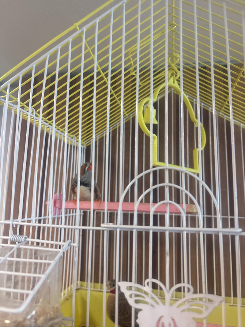 Fringuello zebrato — Bild 3