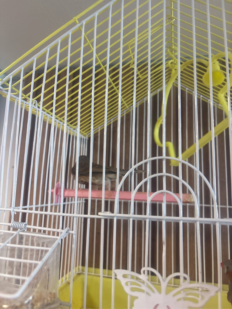 Fringuello zebrato — Bild 1