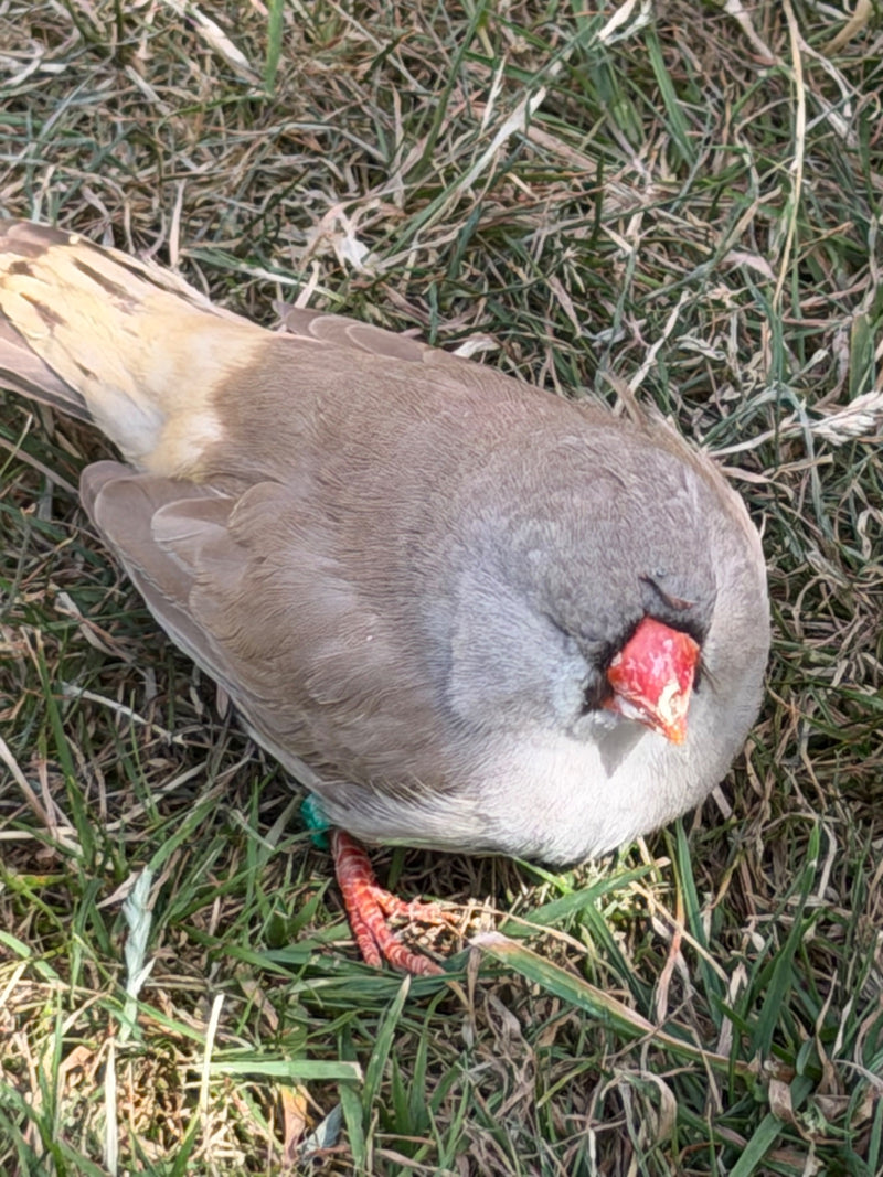 Fringuello zebrato — foto 1 di 5