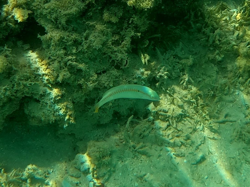 Labro a zigzag — Bild 1