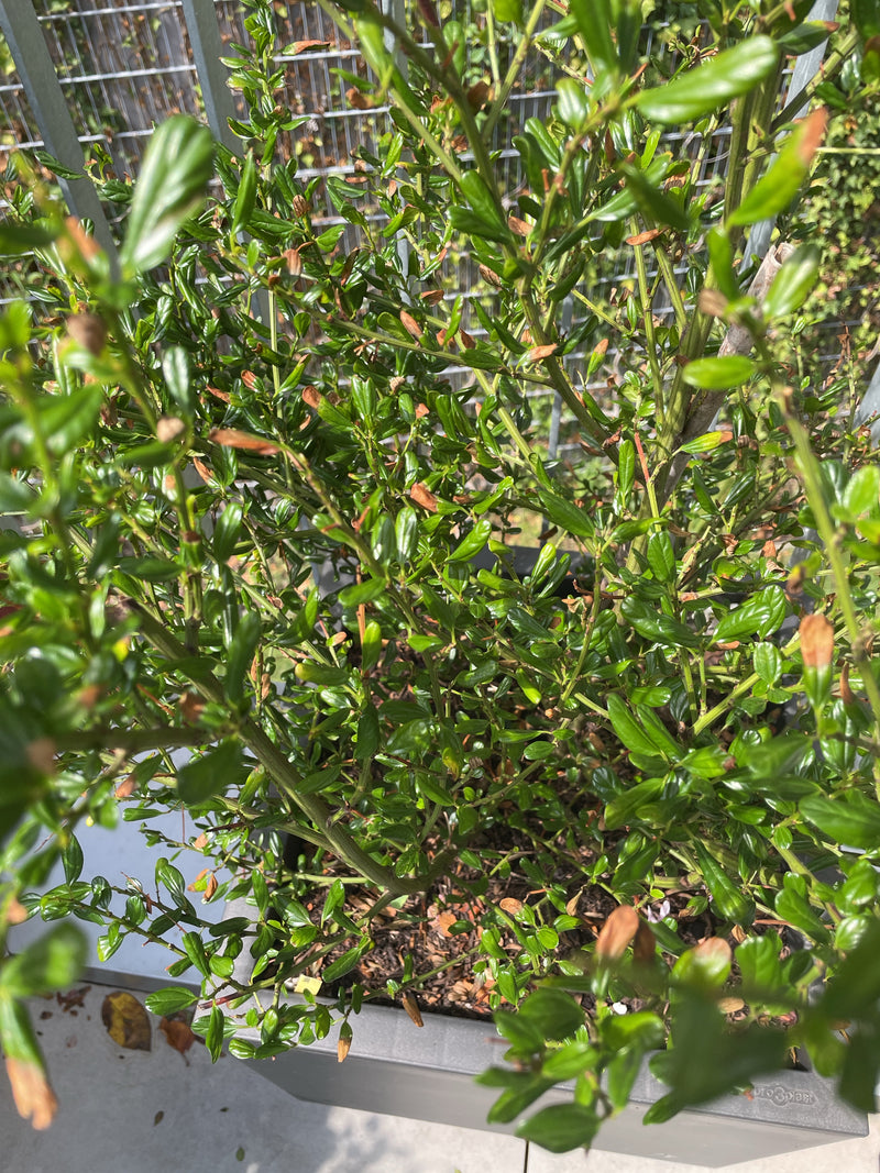 Si vede un fitto arbusto del cotoneaster in un vaso. Tipici sono i rami intrecciati a zigzag e le piccole foglie verdi lucide.