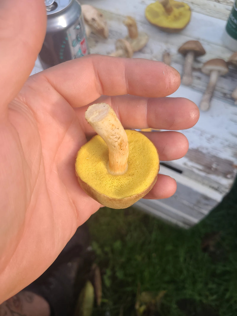 Un carpoforo raccolto di Xerocomus subtomentosus poggia su una mano umana, mostrando i pori gialli.