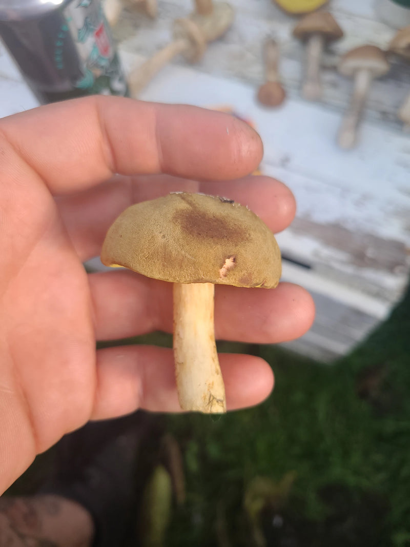 Una persona tiene in mano un piccolo carpoforo di Xerocomus subtomentosus con cappello vellutato bruno-giallastro e gambo chiaro.
