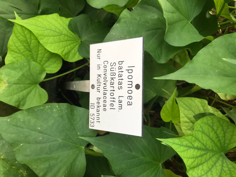 L'immagine mostra foglie verdi di una patata dolce insieme a un cartellino della pianta con del testo.
