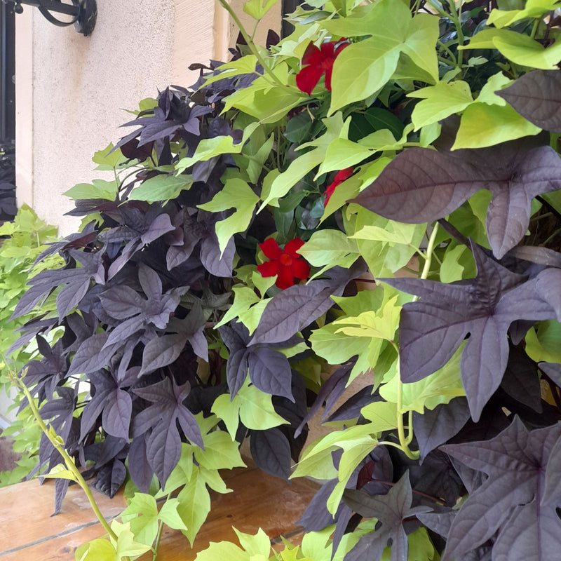 Si vede una patata dolce con foglie sorprendenti verde chiaro e viola scuro. La pianta cresce fittamente davanti a un muro.