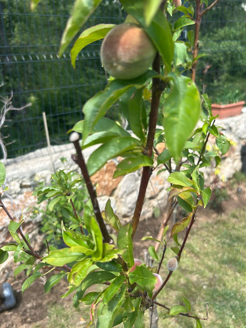 Pesca nana — Bild 2