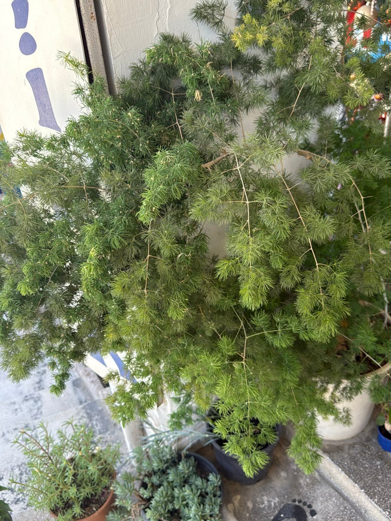 Asparagi ornamentali — Bild 3