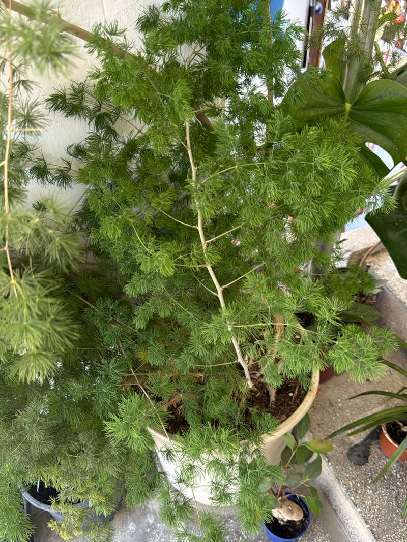 Asparagi ornamentali — Bild 1