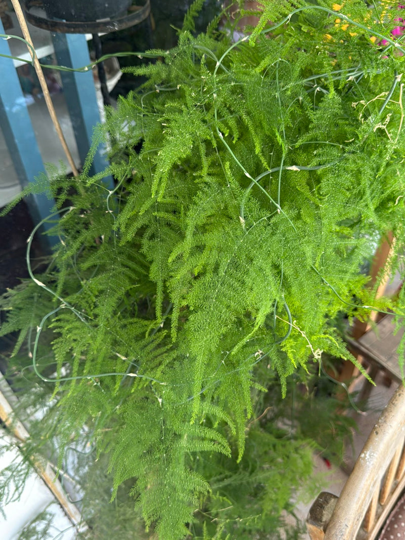 Asparagi ornamentali — Bild 5