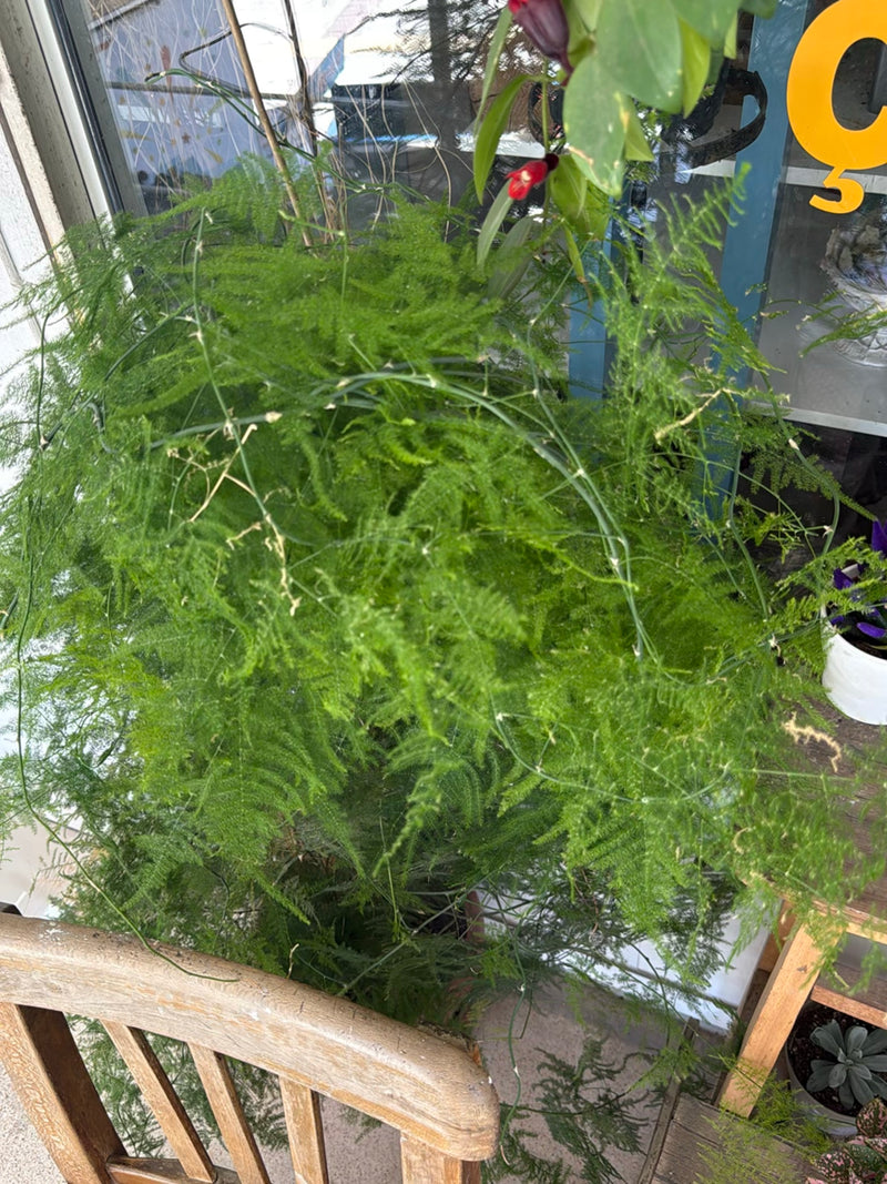 Asparagi ornamentali — Bild 2