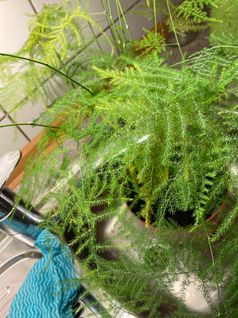 Asparagi ornamentali — foto 5 di 8