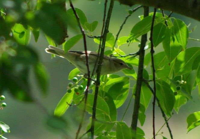 Chiffchaff — Bild 1