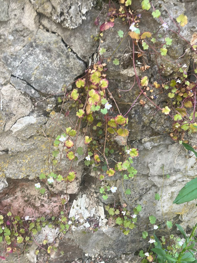 Erba di cannella — foto 3 di 4