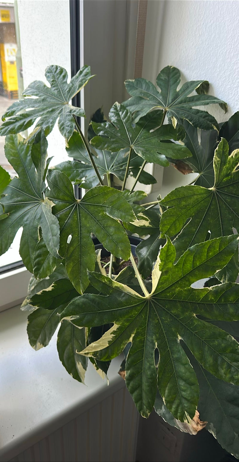 Camera Aralia — Bild 1