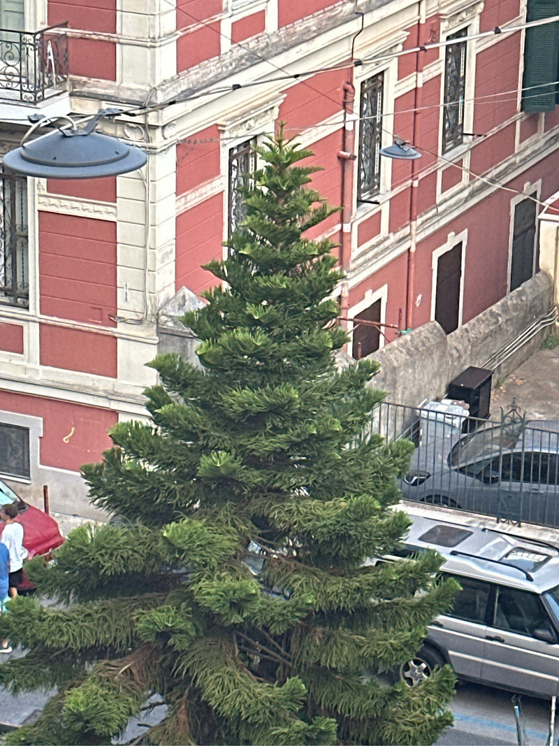 Si vede un'araucaria ben sviluppata da una prospettiva a volo d'uccello, situata di fronte a una facciata di un edificio rosso in un ambiente urbano. La cara...
