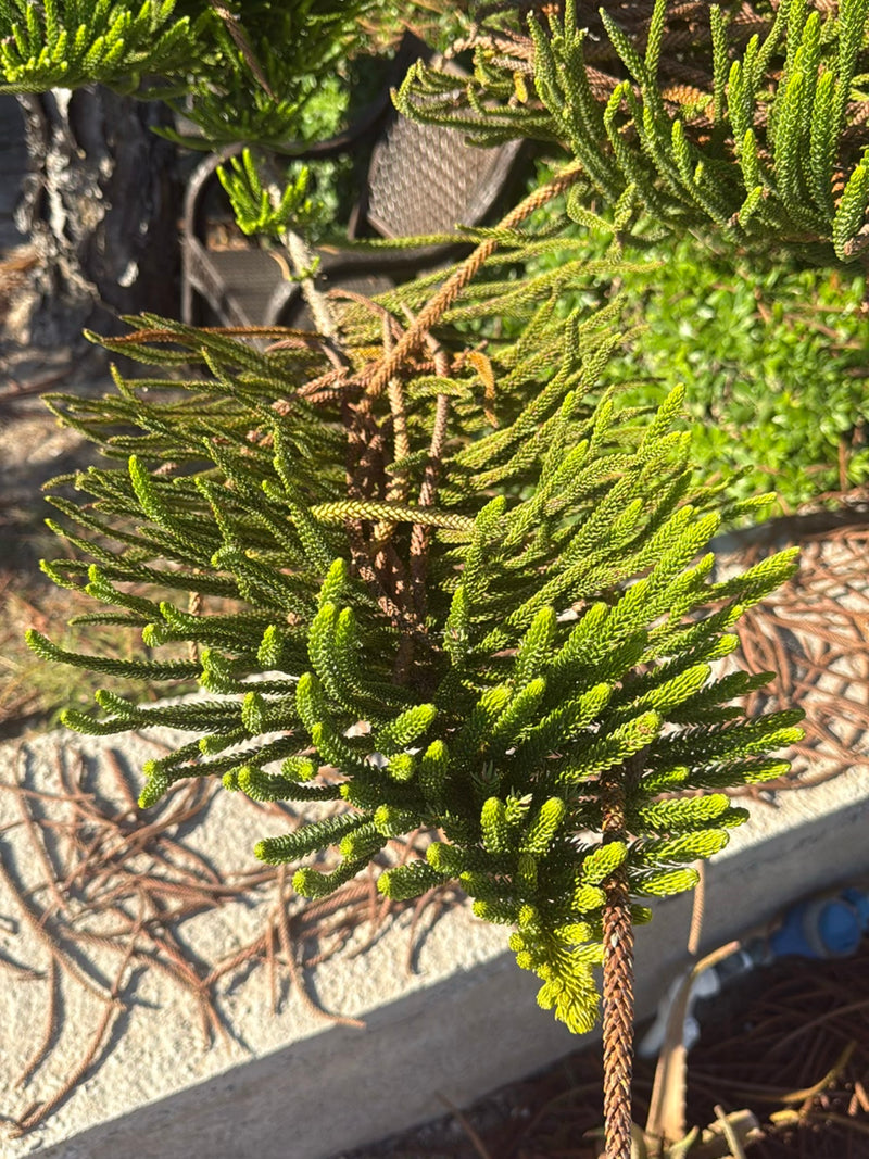 È visibile un ramo verde di Pino di Norfolk con i suoi tipici aghi squamiformi. La foto mostra la pianta dall'alto in un ambiente esterno.