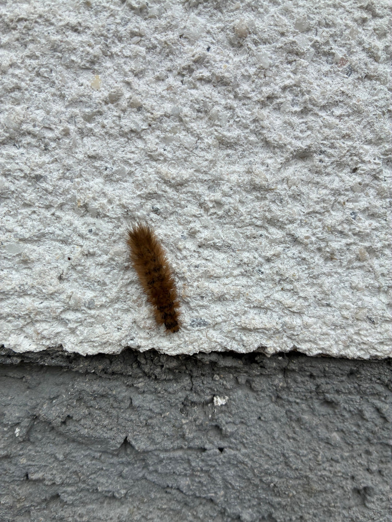 Orsetto alla cannella — Bild 1