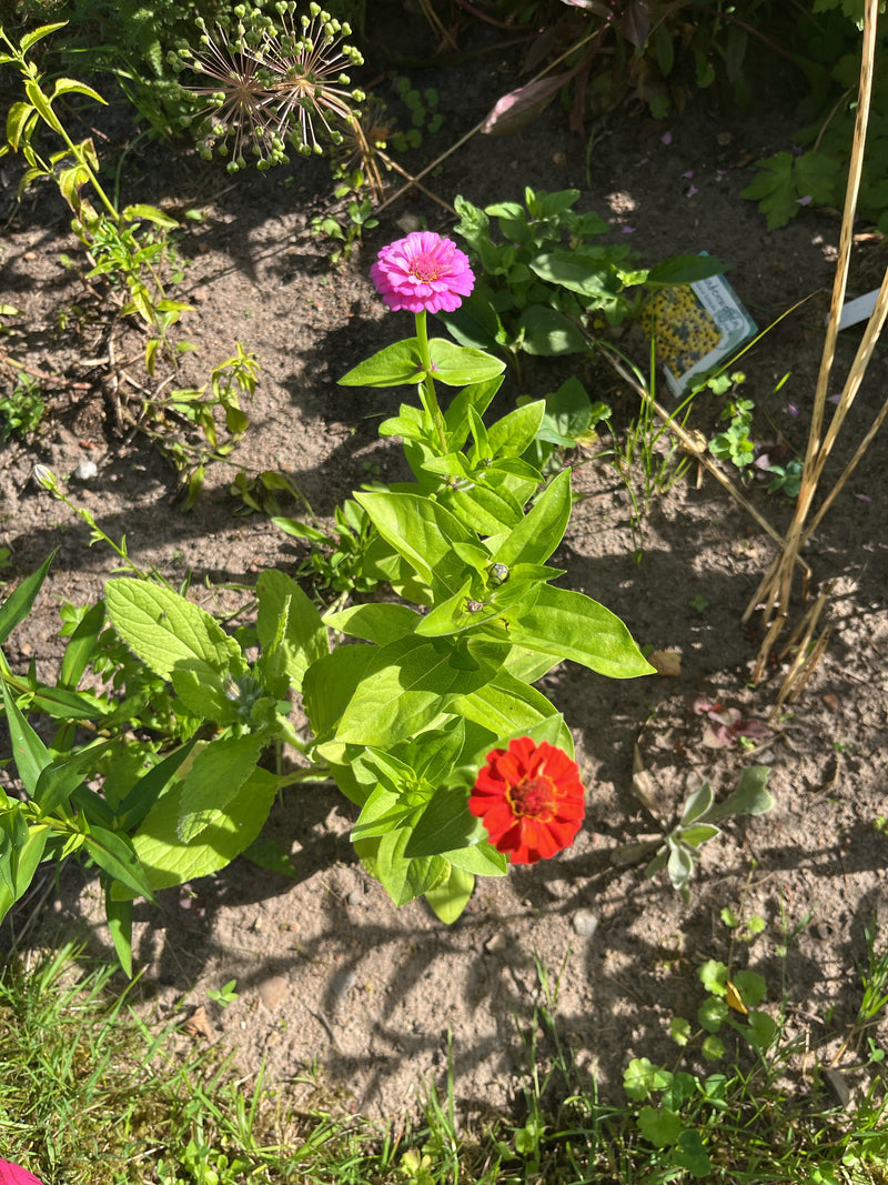 Zinnie — Bild 1