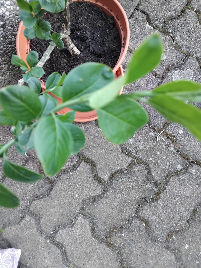 limone — Bild 1